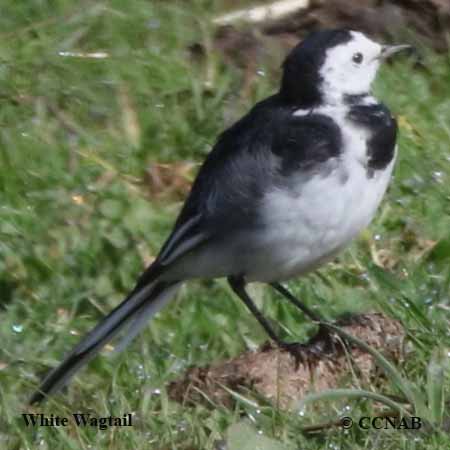 Birds of North America