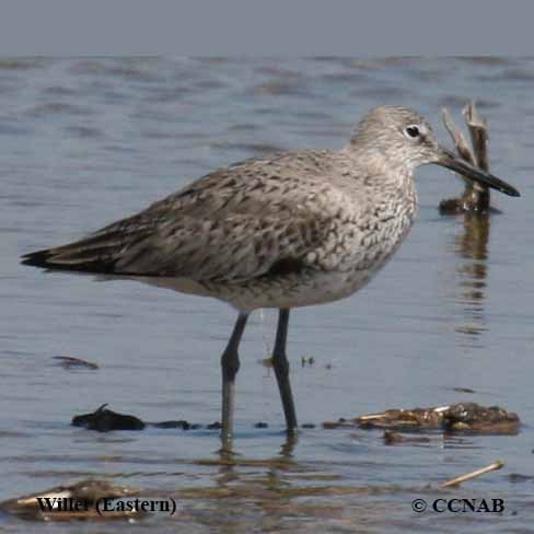 Birds of North America 