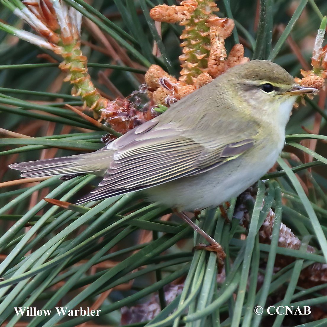 Birds of North America