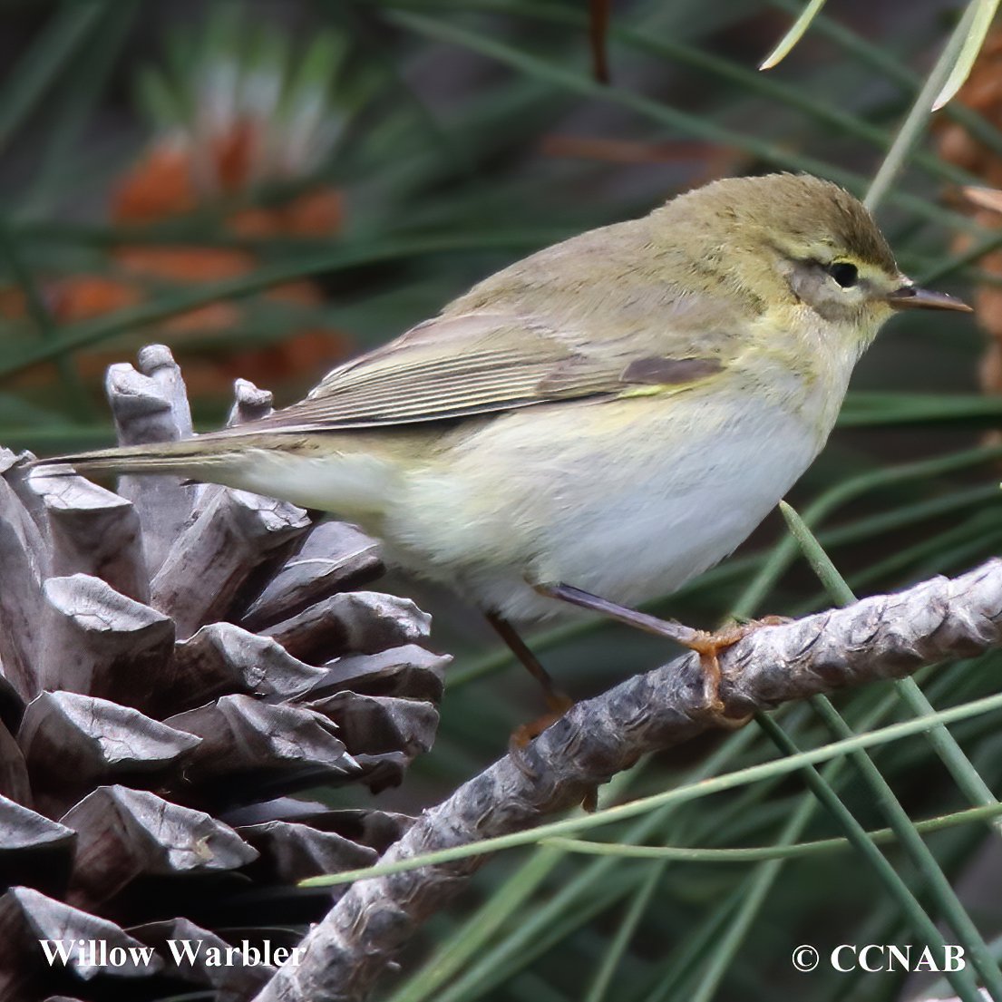 Birds of North America