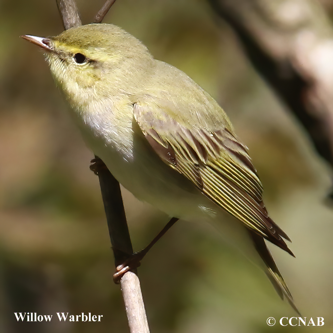 Birds of North America