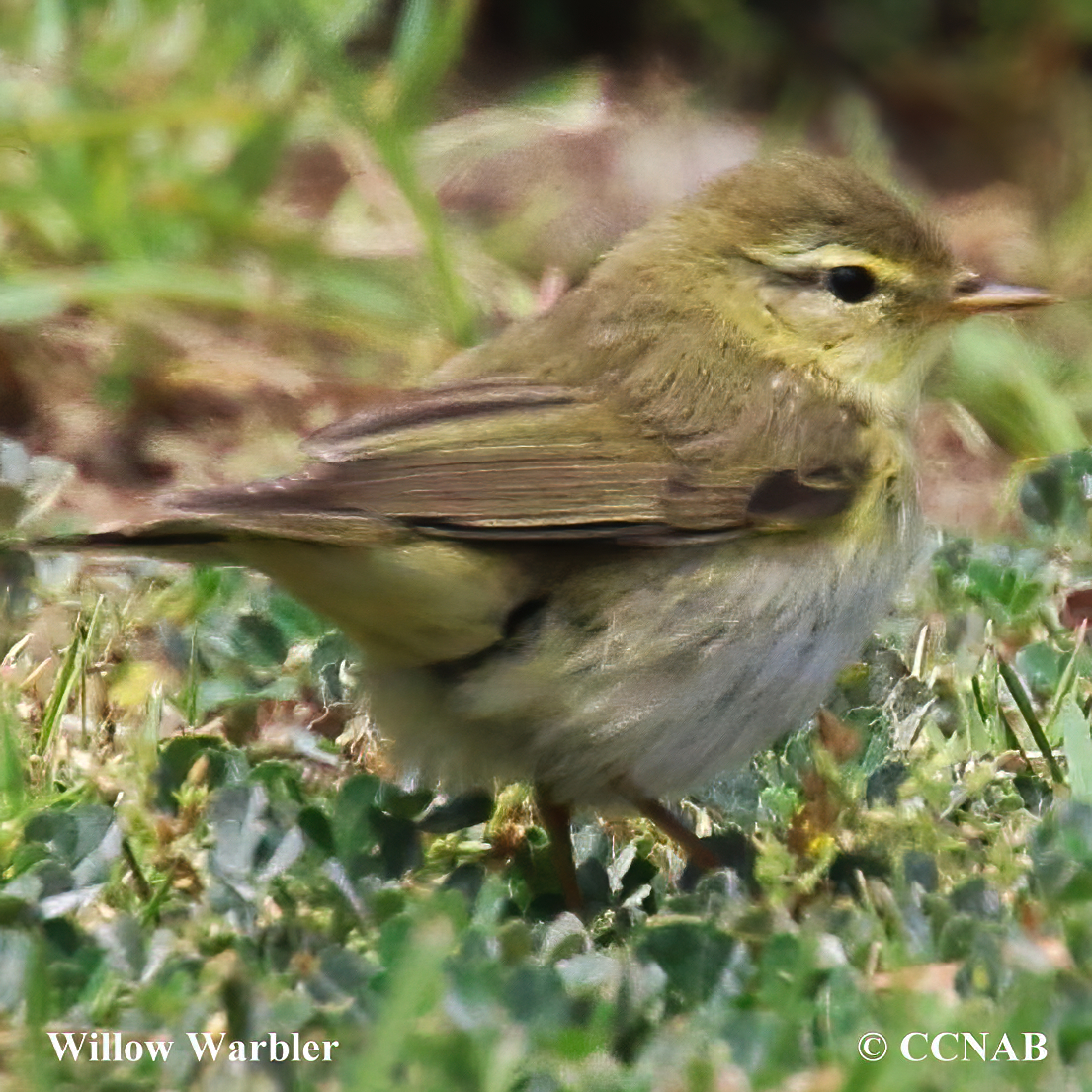 Birds of North America