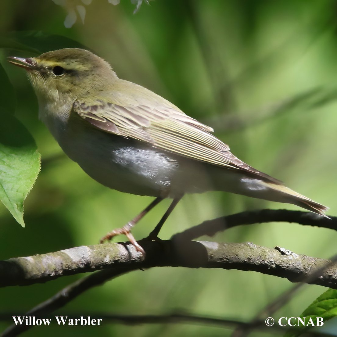 Willow Warbler