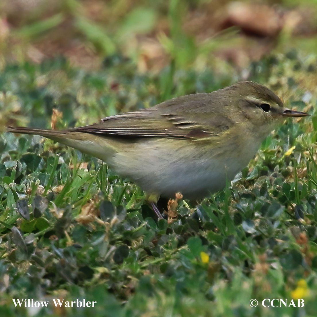 Birds of North America