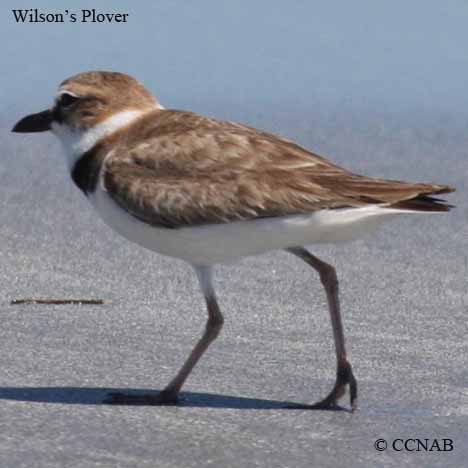 Birds of North America