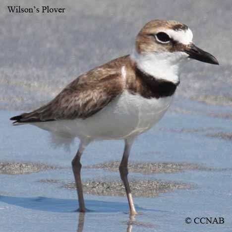 Birds of North America