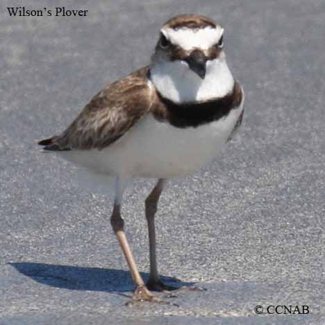 Birds of North America