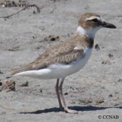 Birds of North America