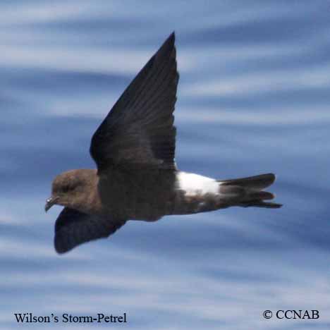 Wilson's Storm-Petrel