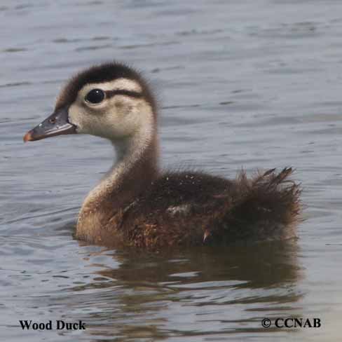 Birds of North America