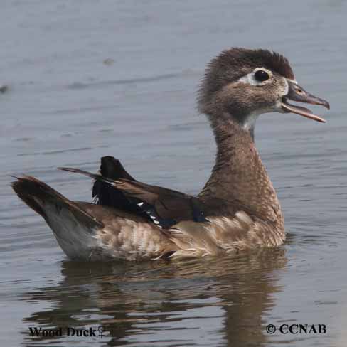 Birds of North America