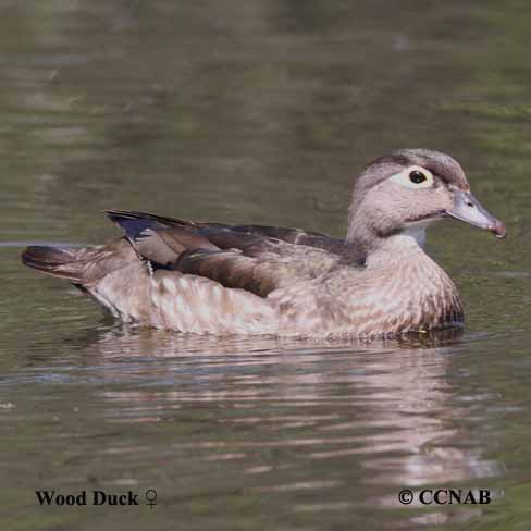 Birds of North America