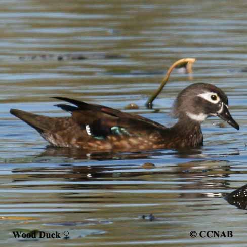 Birds of North America