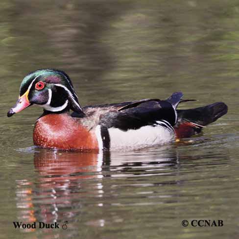 Birds of North America