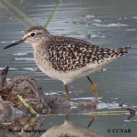 Wood Sandpiper