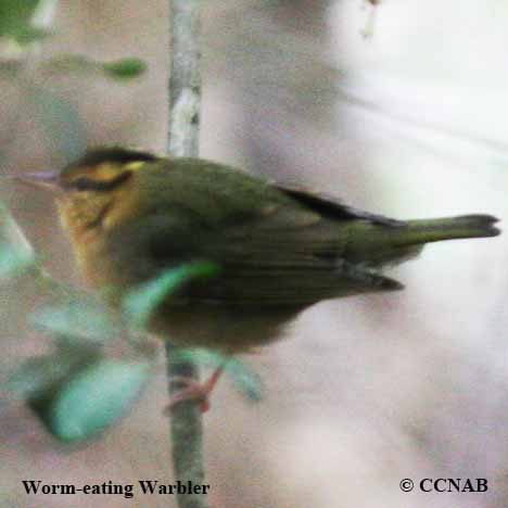 Birds of North America