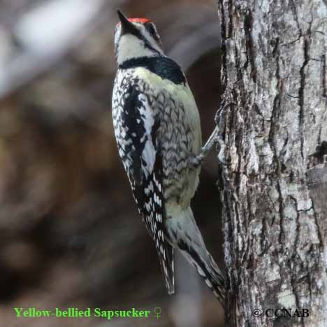 North American Sapsuckers