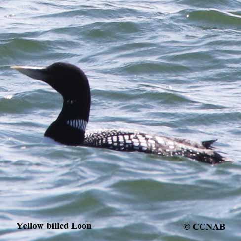 Yellow-billed Loon