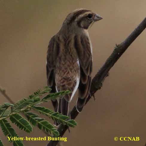 Birds of North America