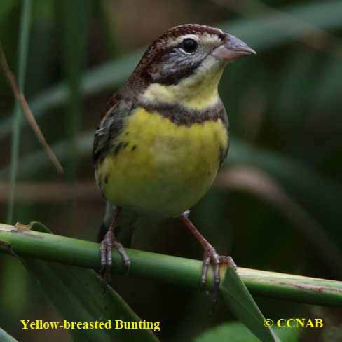 Birds of North America