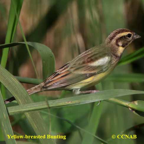 Birds of North America