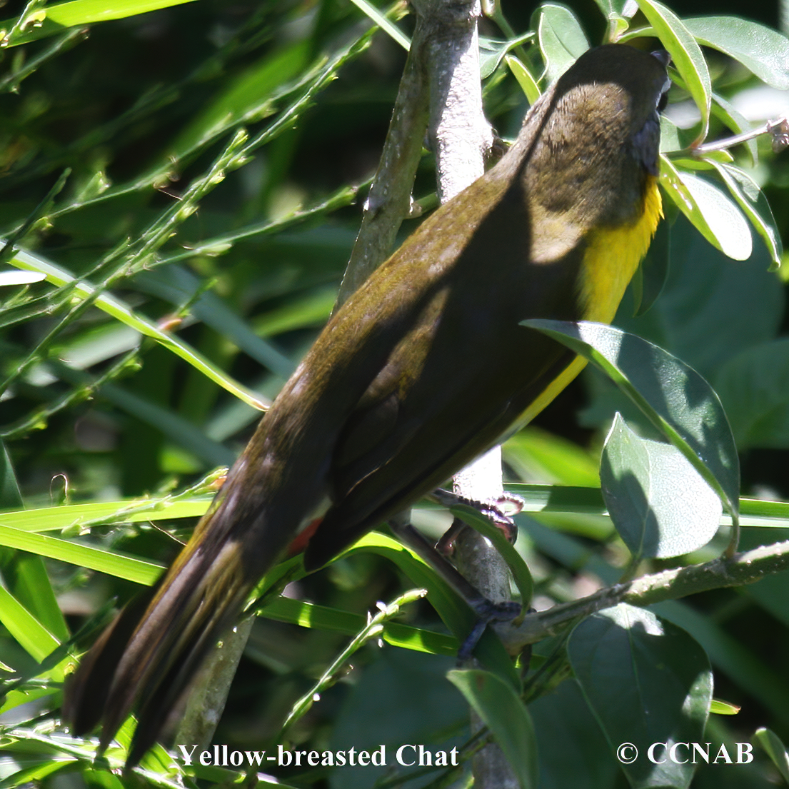 Birds of North America