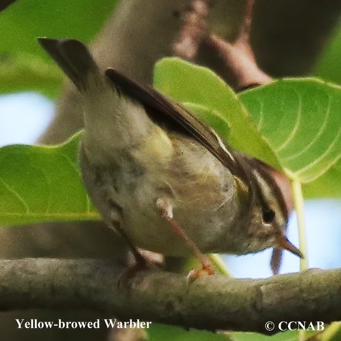 Birds of North America