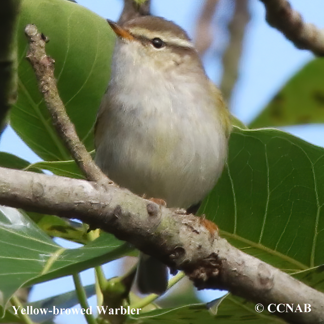 Birds of North America