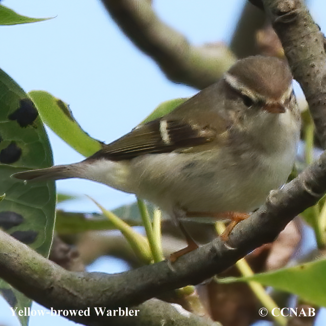 Birds of North America