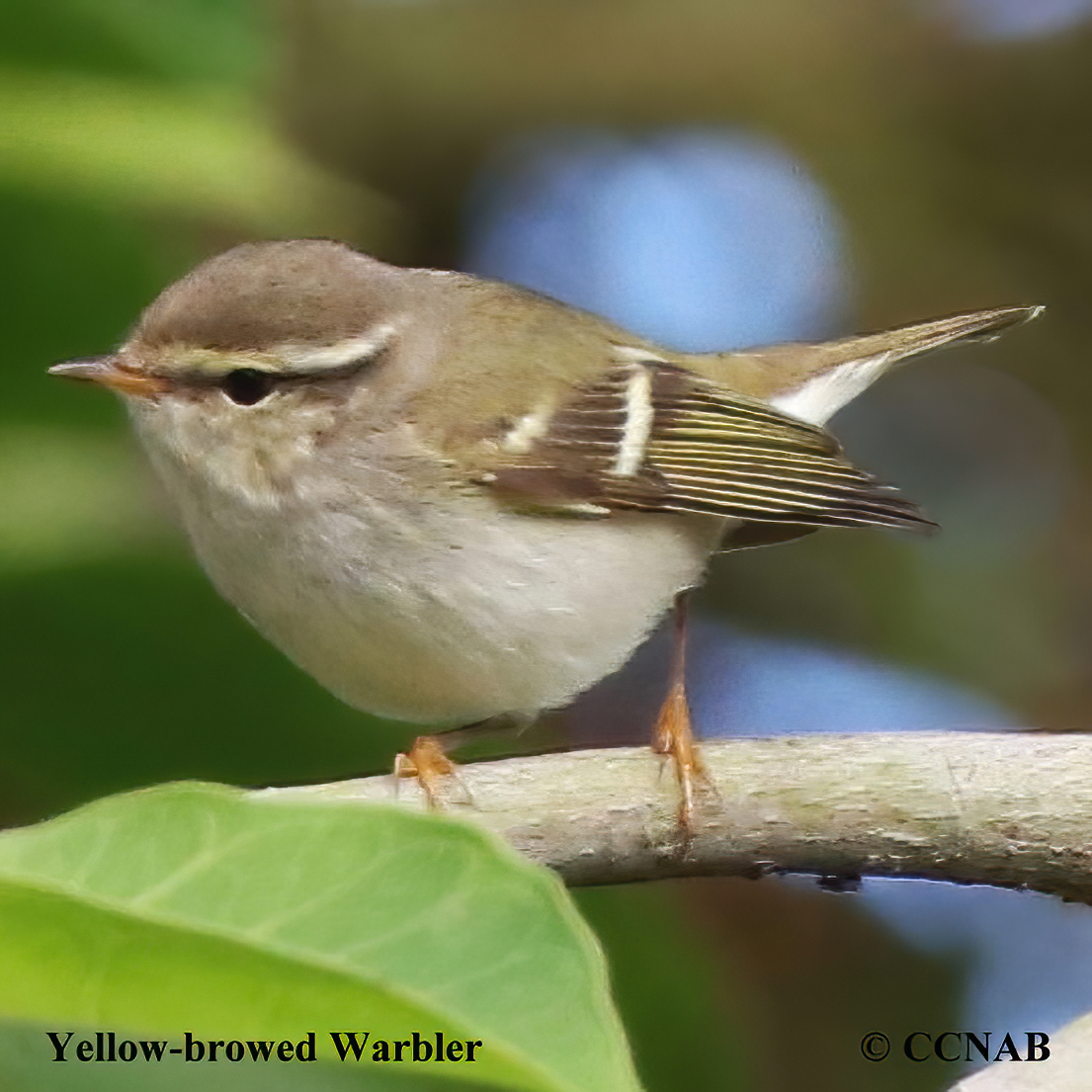 Birds of North America