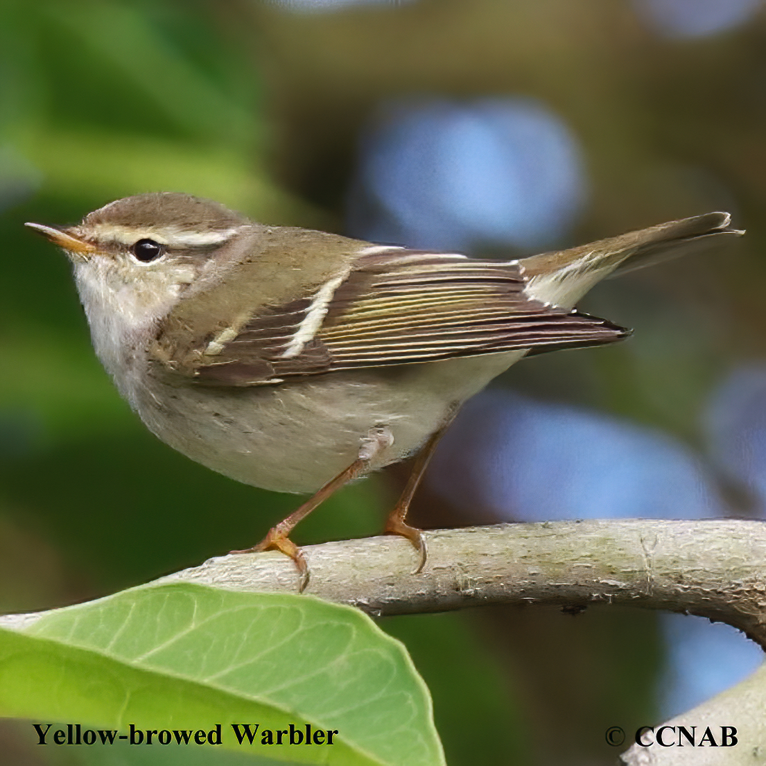 Birds of North America