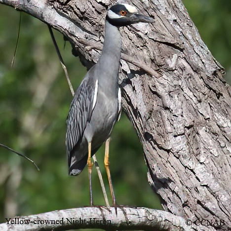 Birds of North America