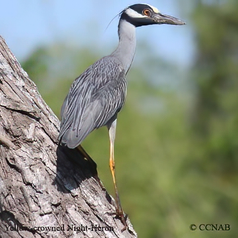 Birds of North America