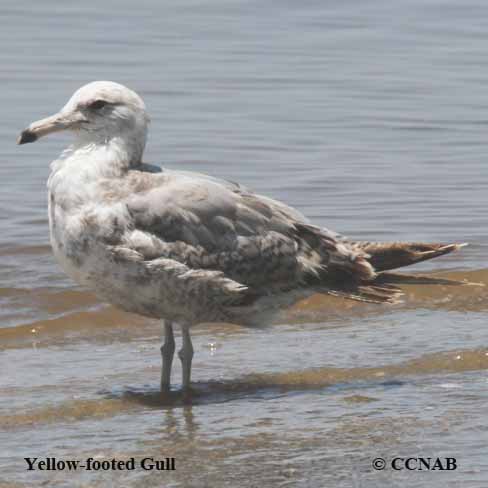 Birds of North America