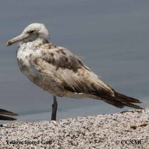 Birds of North America