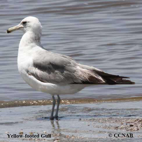 Birds of North America