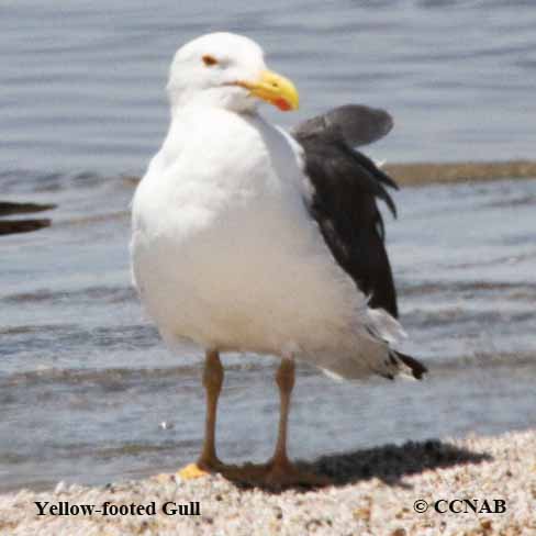 Birds of North America