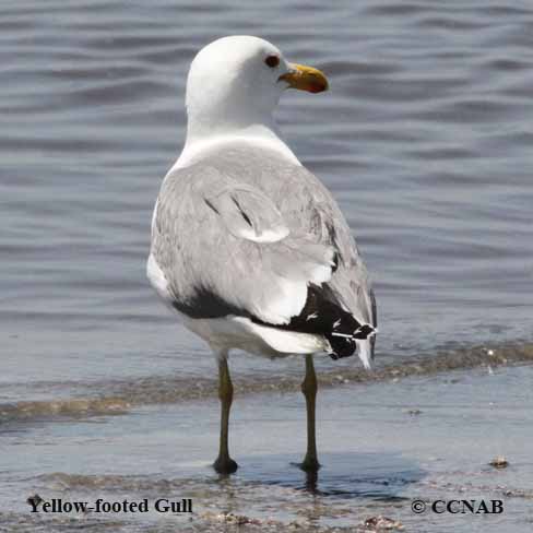 Birds of North America