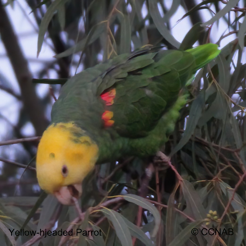 Birds of North America