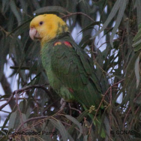 Yellow-headed Parrot