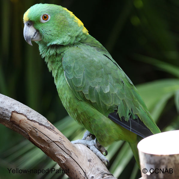 Yellow-naped Parrot