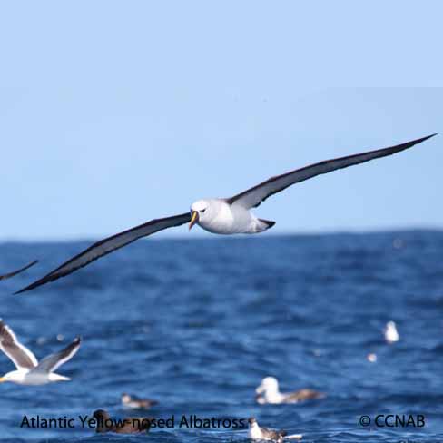 Birds of North America