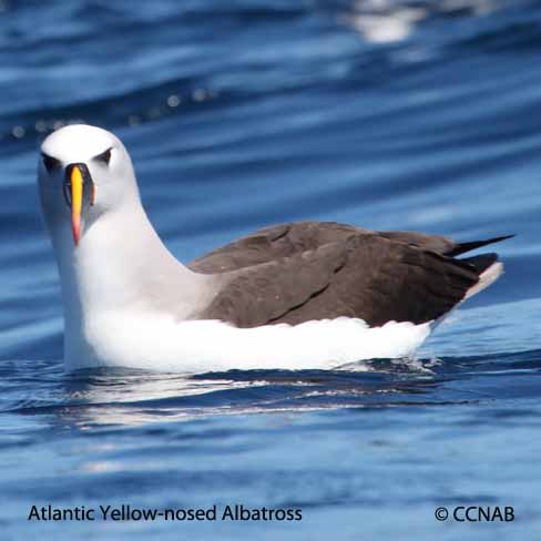 Birds of North America