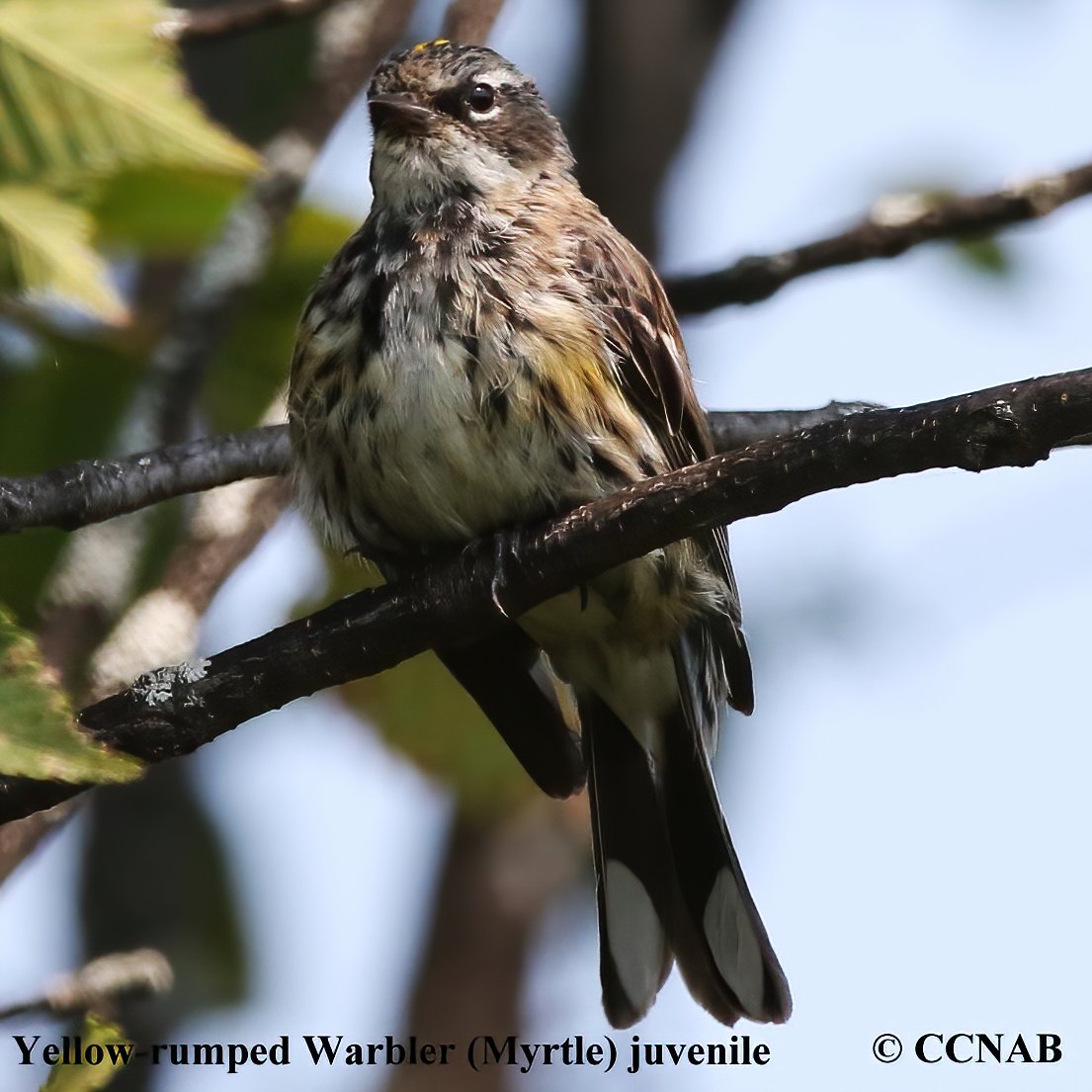 Birds of North America