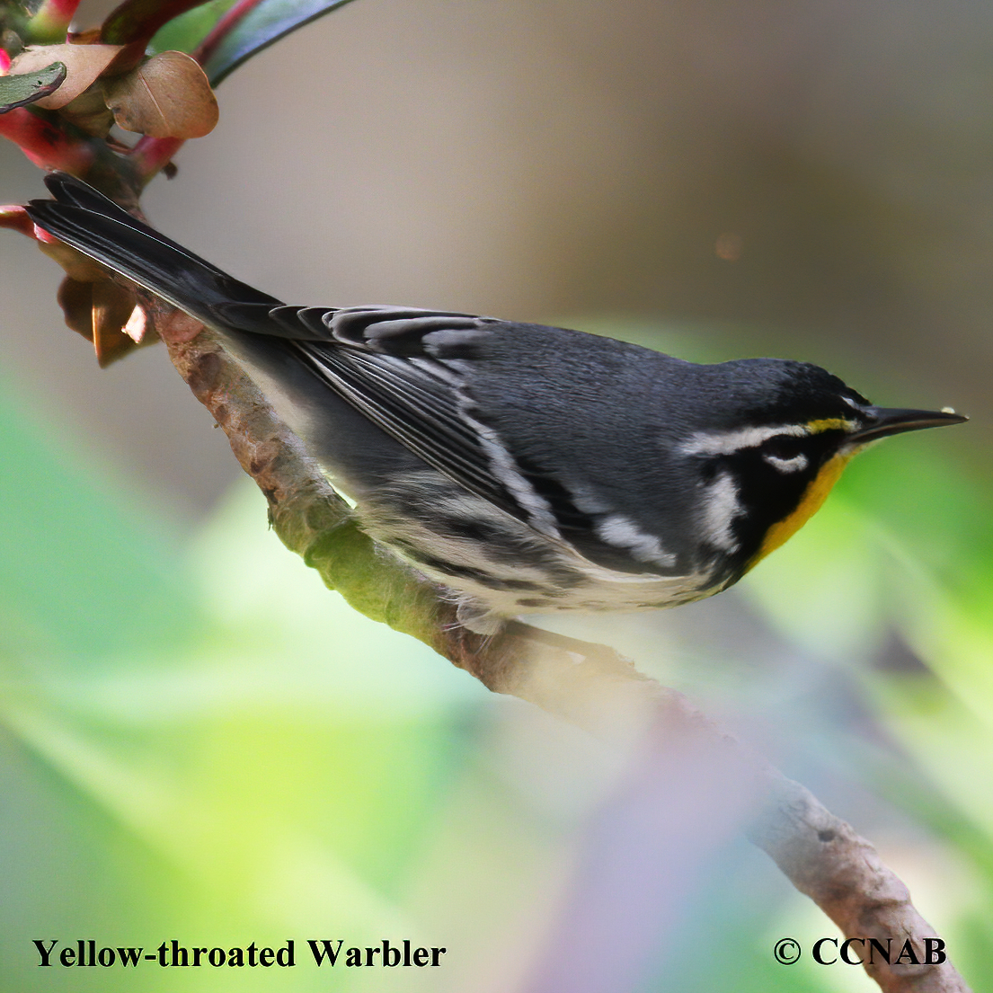 Birds of North America