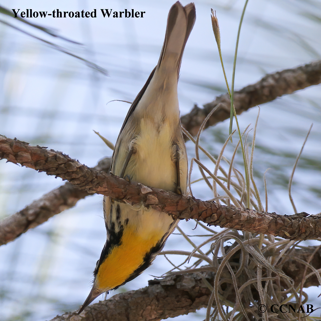 Birds of North America