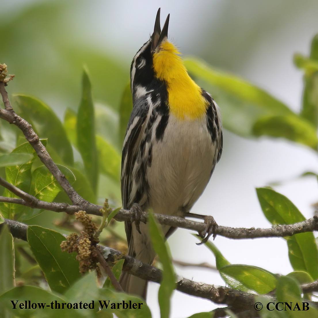 Birds of North America