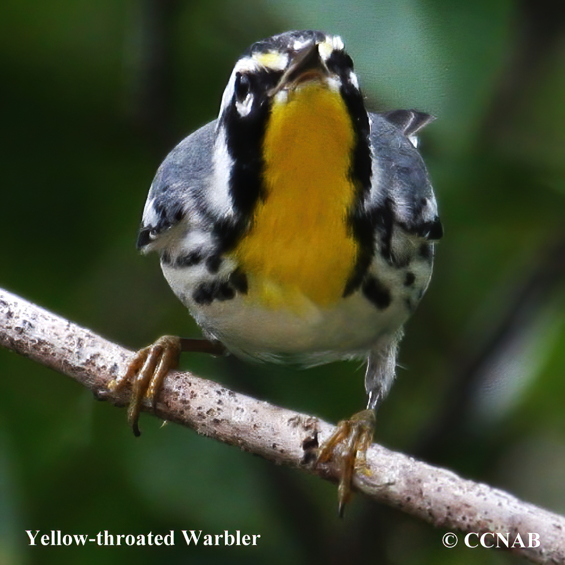 Birds of North America