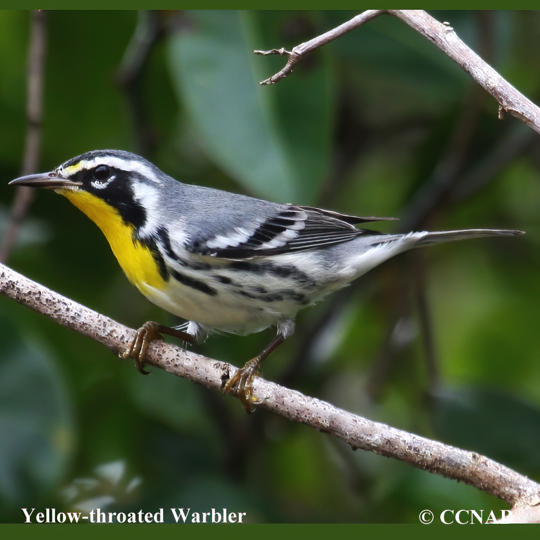 Birds of North America