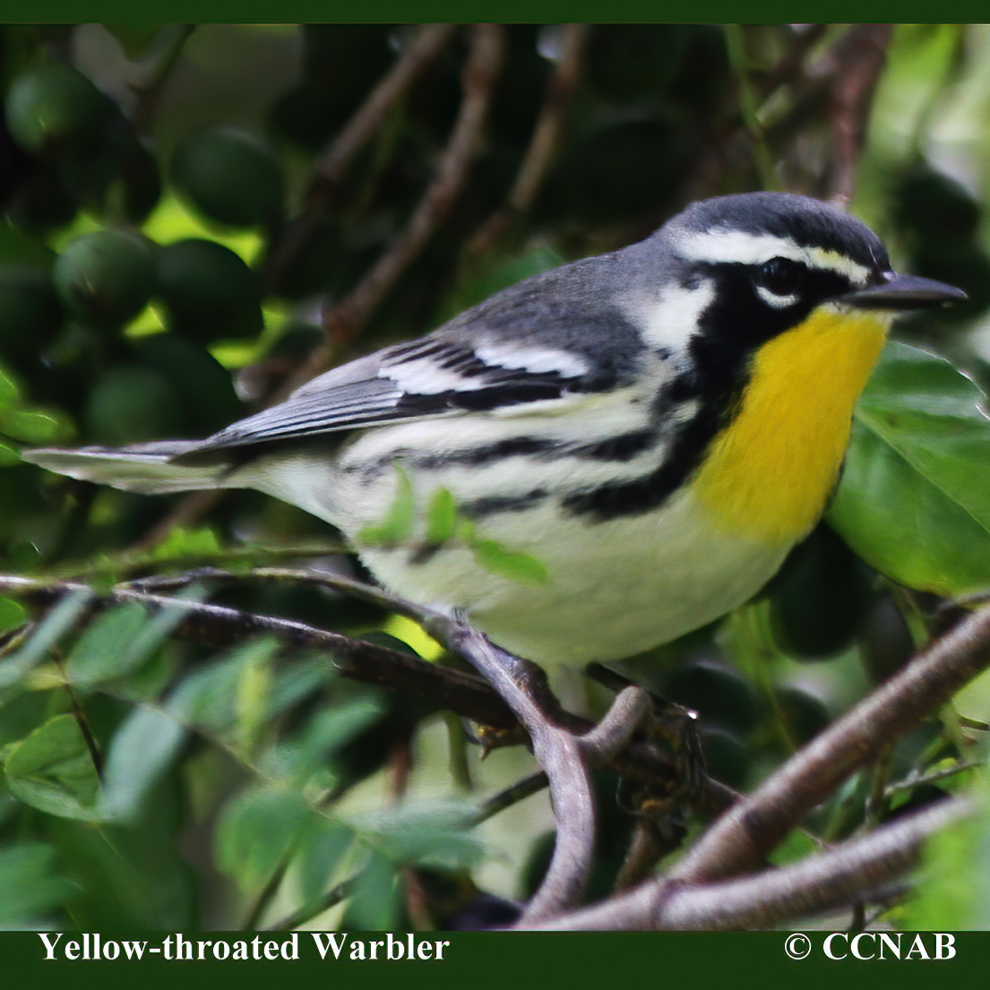 Birds of North America